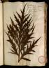  Fol. 29 

Archilochum sativum spinosum. Scolimus Herbariorum. Cactus Matth. et Theoph. Carduus aculeatus.